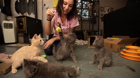 Foster kittens. Things To Know About Foster kittens. 